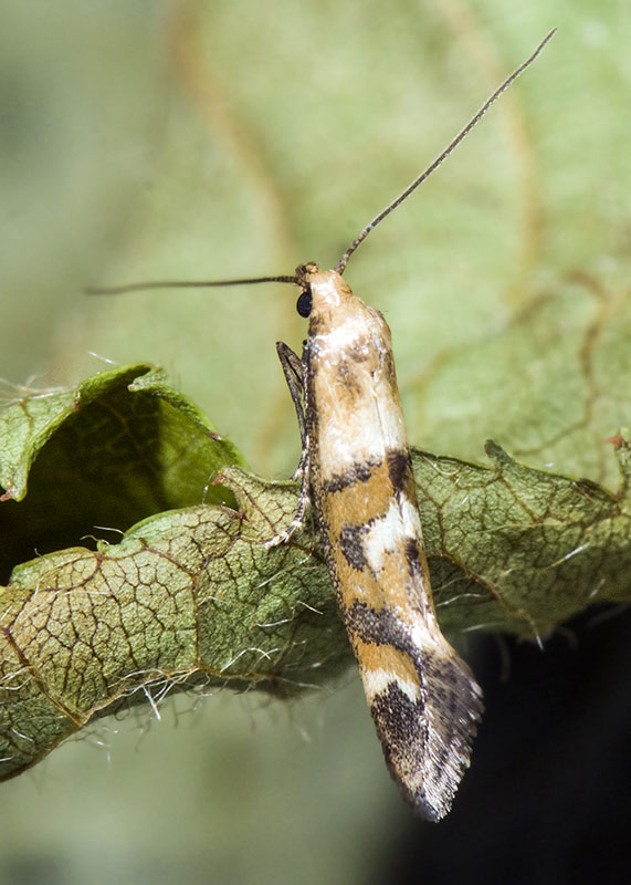 Epermenia (Epermenia) pontificella